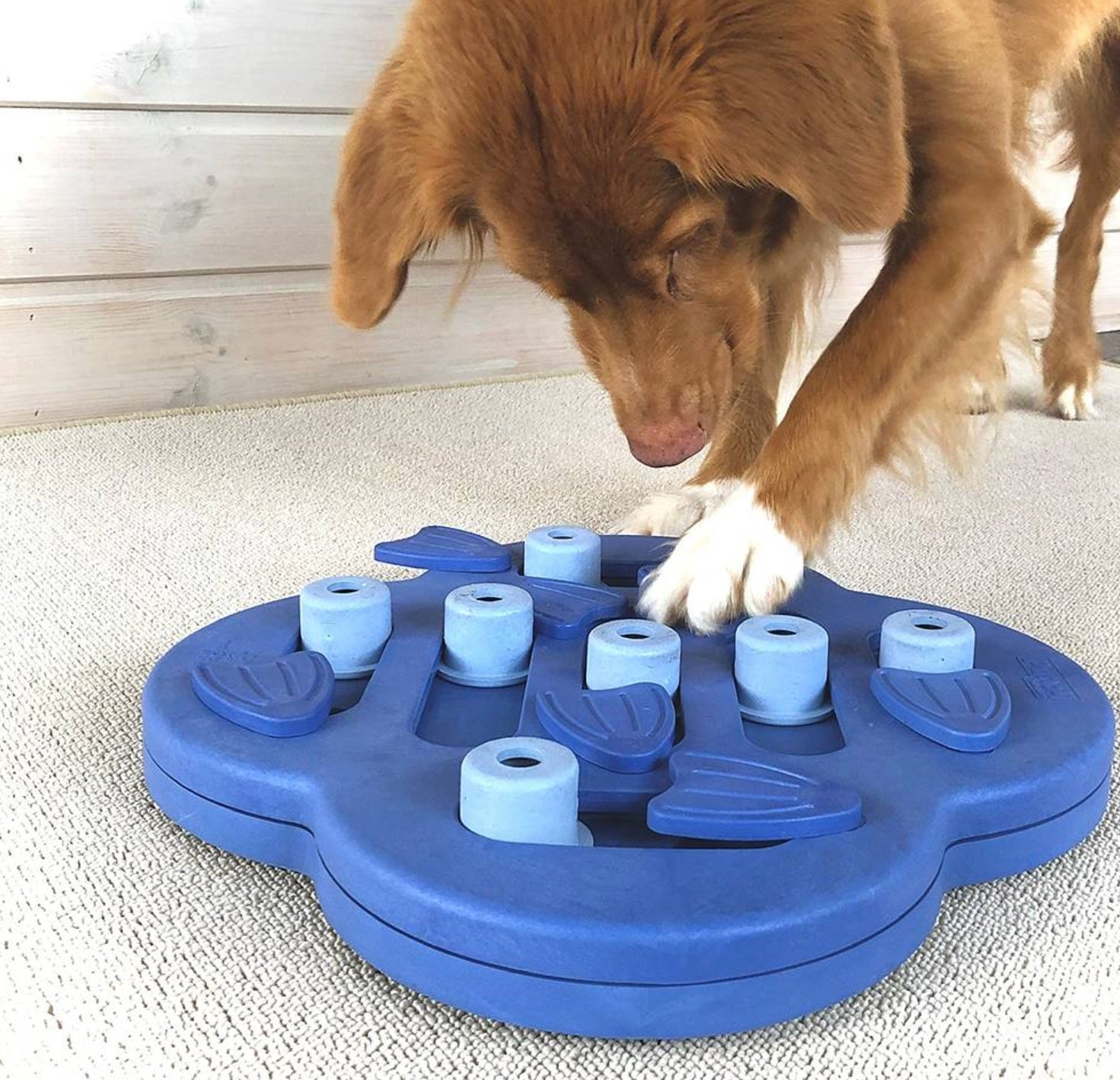 Nina Ottosson Hide and Slide Puzzle For Dogs