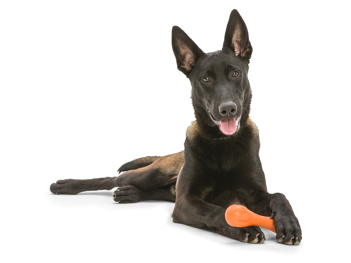 Hurley Dog Bone Chew Toy