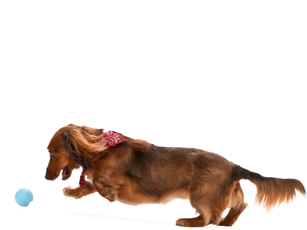 Jive Dog Ball Toy