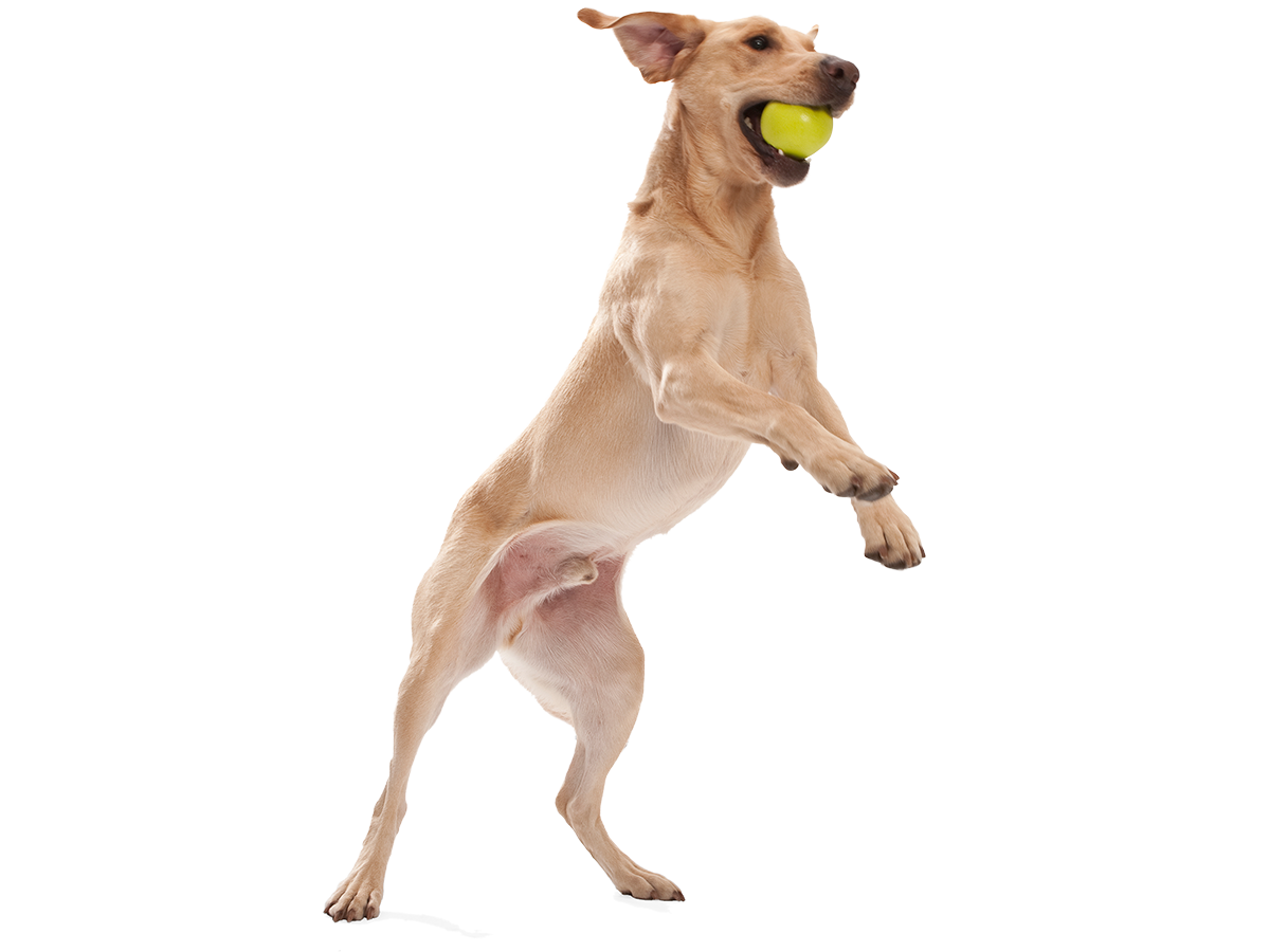 Jive Dog Ball Toy