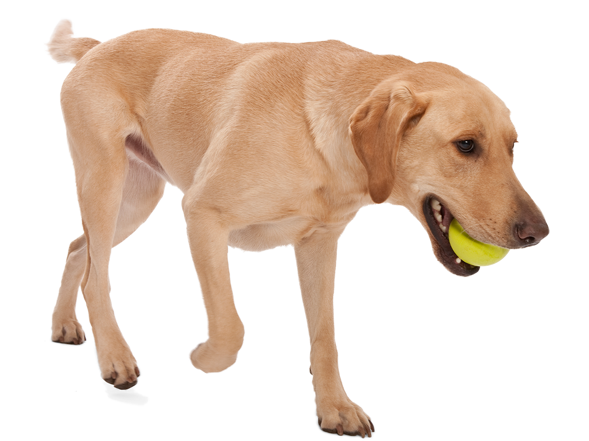 Jive Dog Ball Toy
