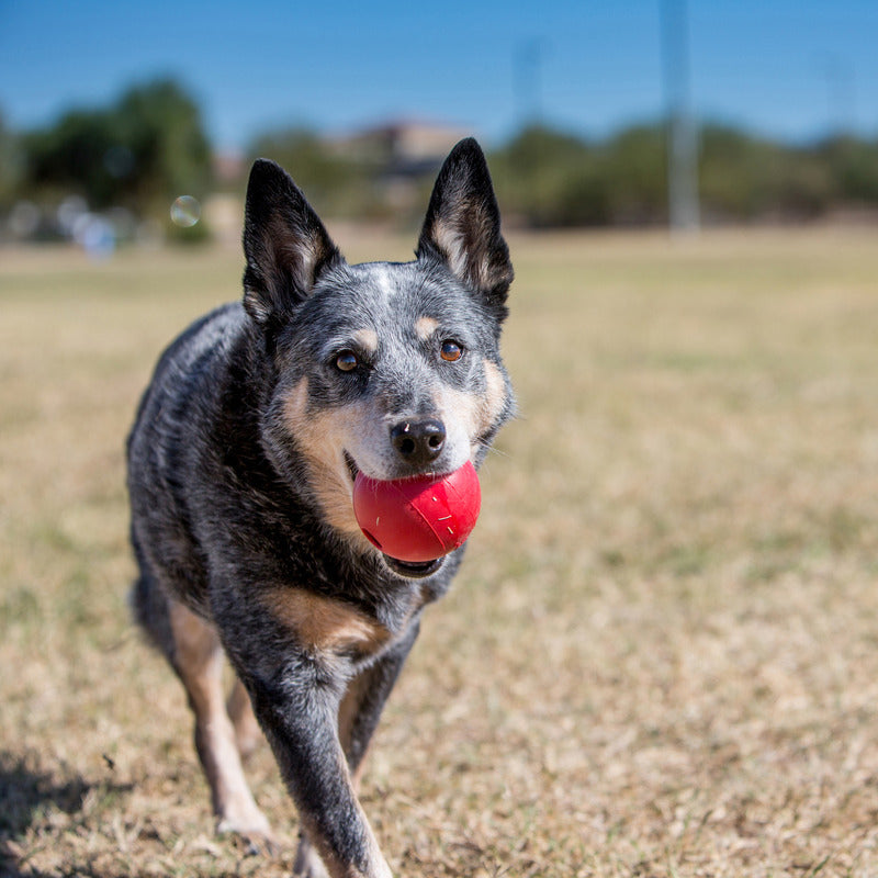 KONG Ball With Hole Dog Toy Medium-Large