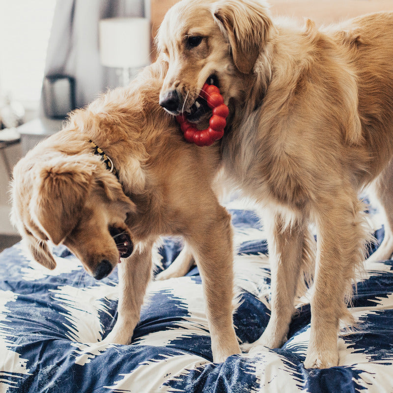 KONG Ring Dog Toy