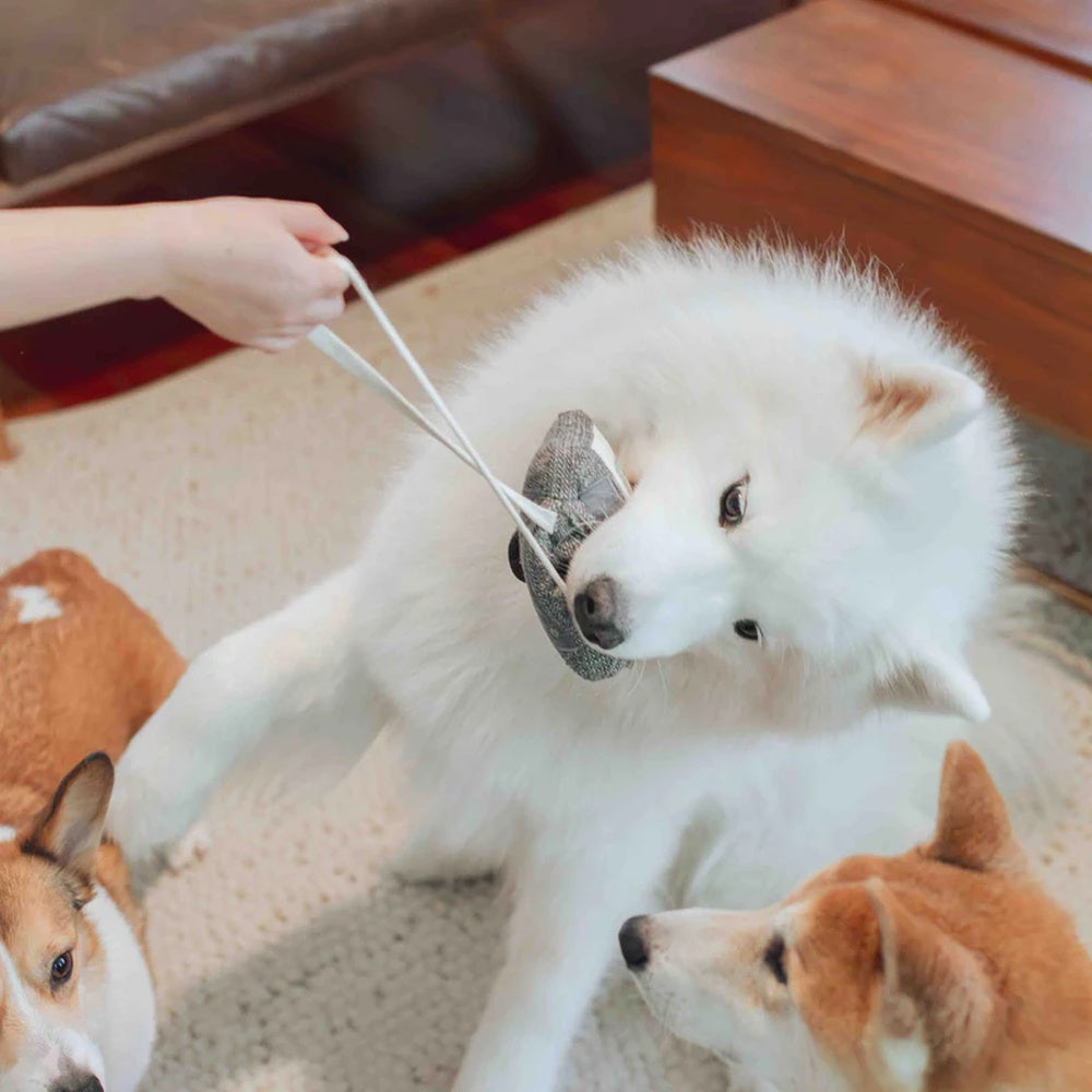 Cassette Snuffle + Squeaky Dog Toy