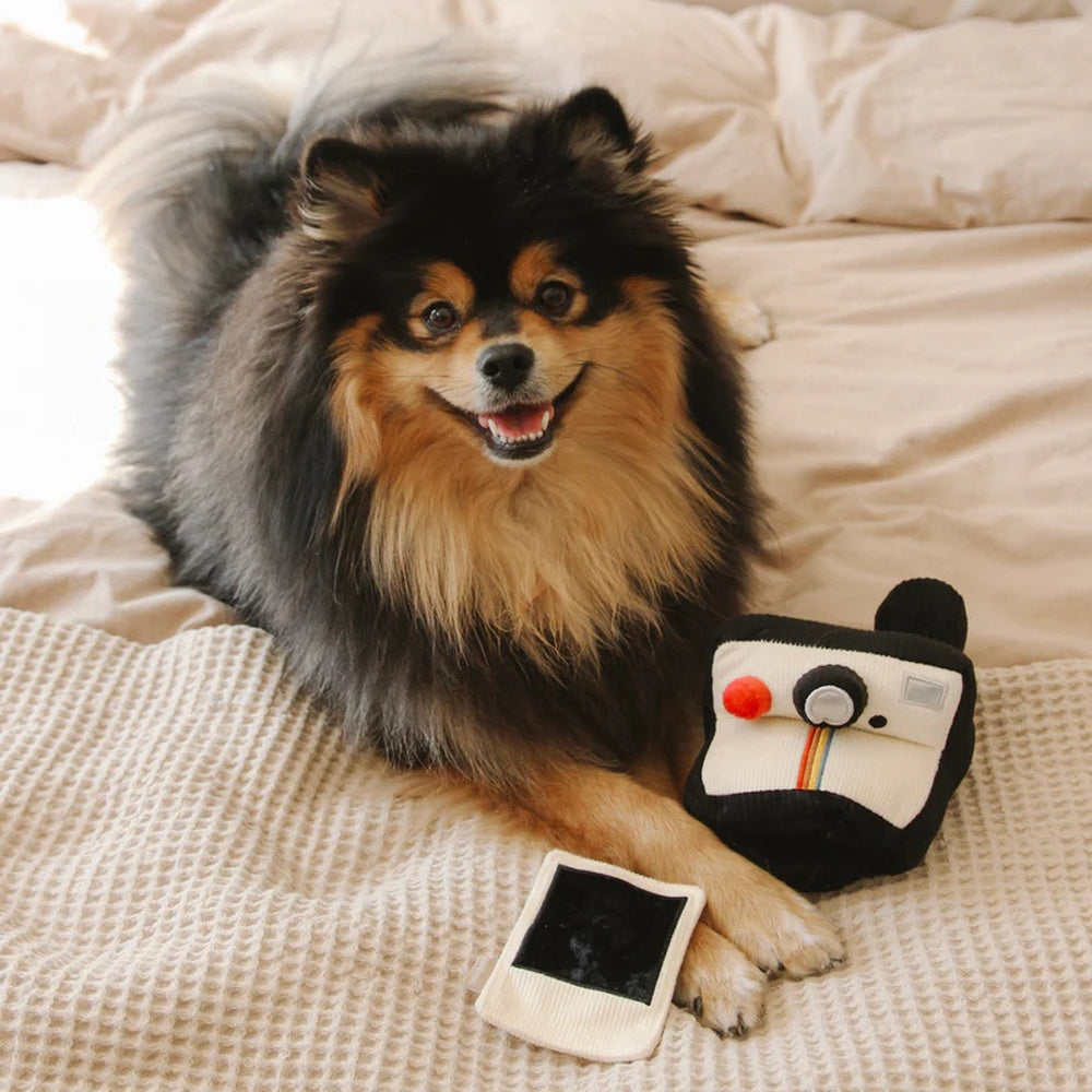 Instant Camera Snuffle + Squeaky Dog Toy