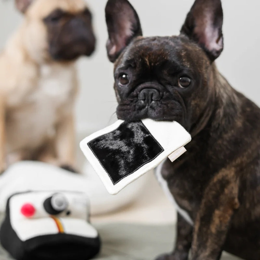 Instant Camera Snuffle + Squeaky Dog Toy