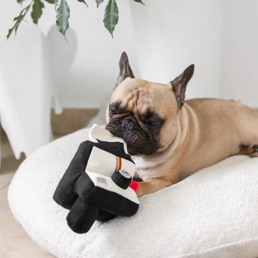 Instant Camera Snuffle + Squeaky Dog Toy
