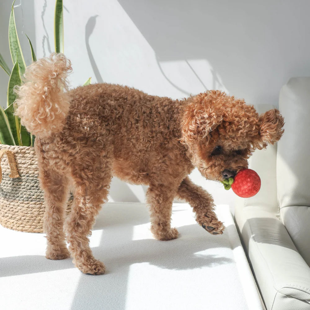 Tomato Soup Nosework Dog Plush Toy