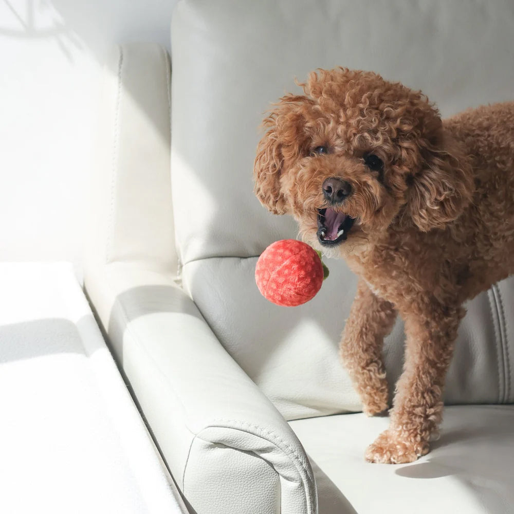 Tomato Soup Nosework Dog Plush Toy