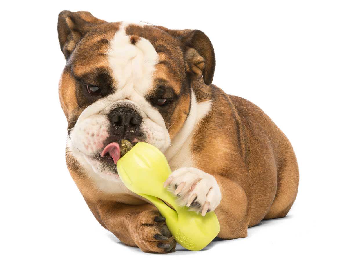 Qwizl Dog Treat Toy