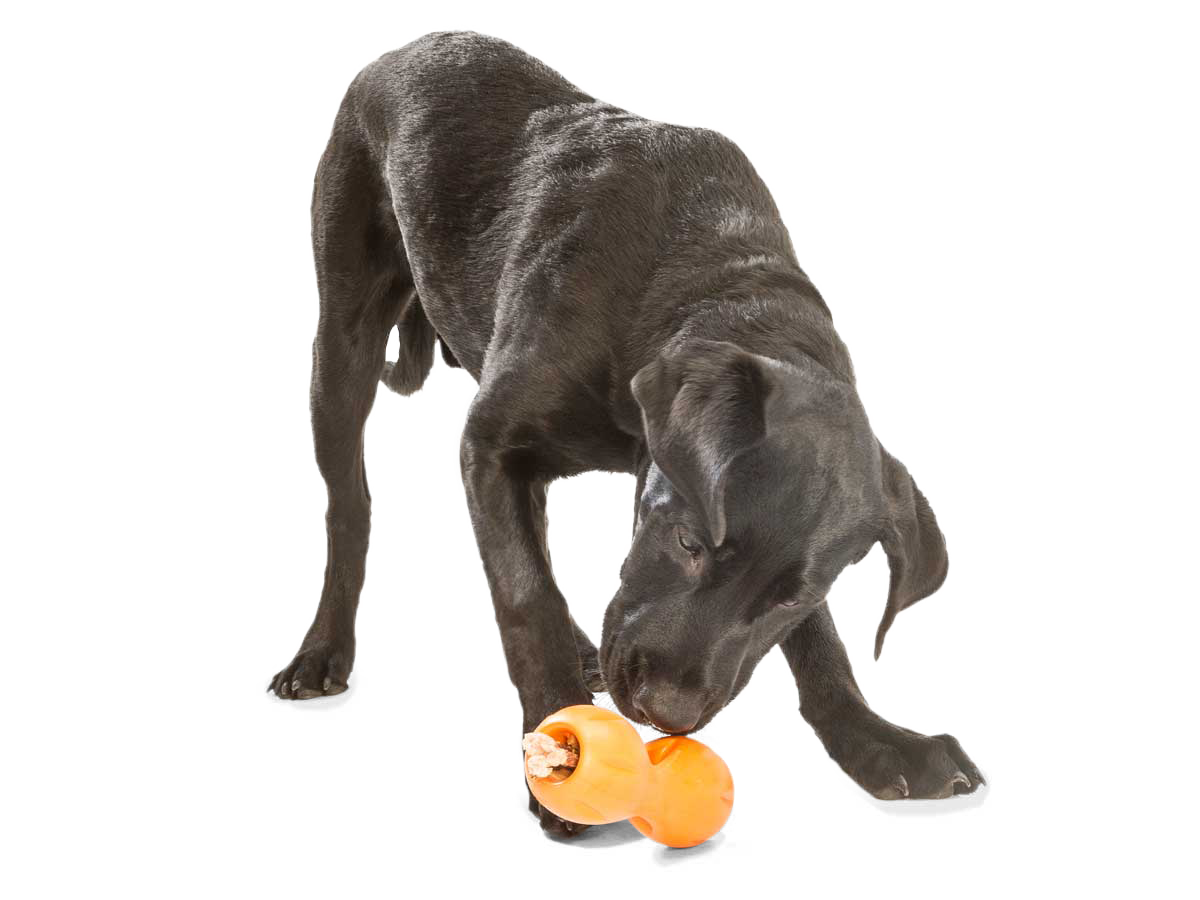 Qwizl Dog Treat Toy