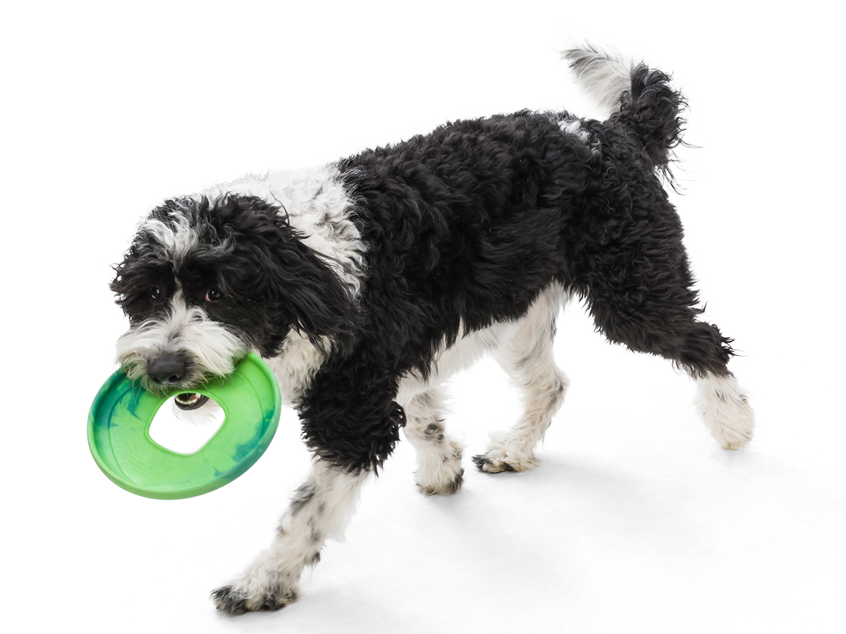 Saliz Seaflex Flying Disc Dog Toy