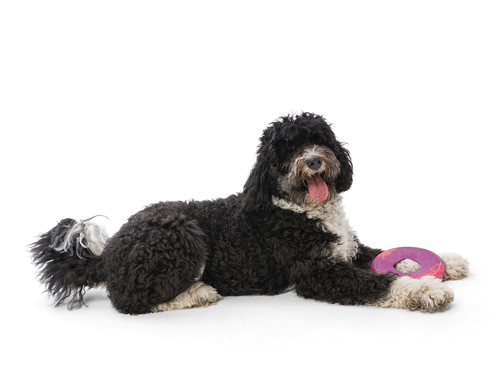 Saliz Seaflex Flying Disc Dog Toy