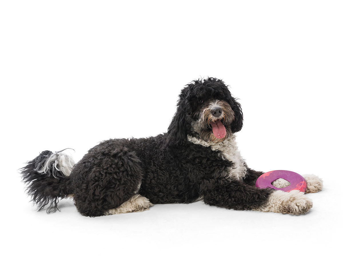 Saliz Seaflex Flying Disc Dog Toy