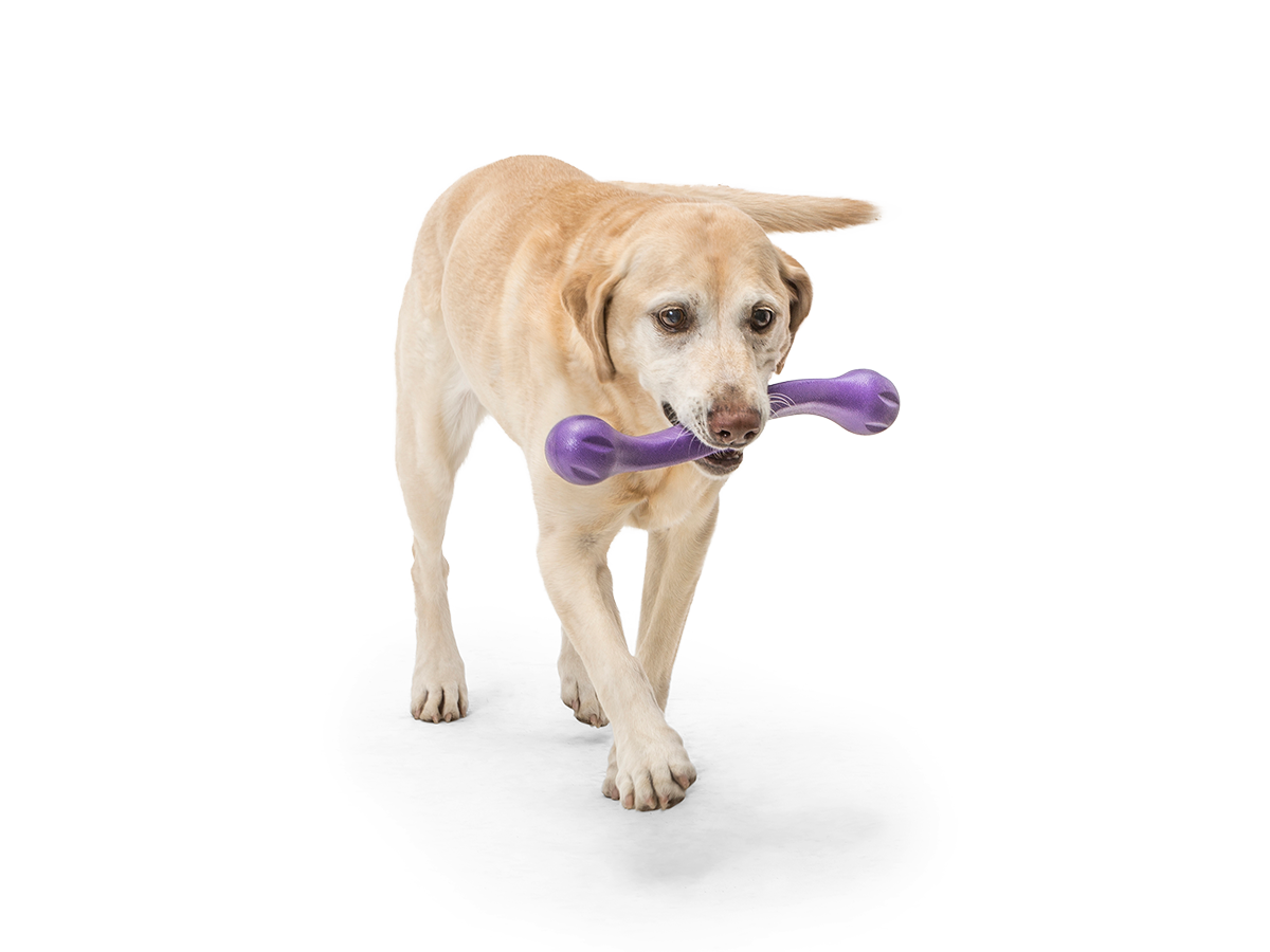 Zwig Dog Tug Toy