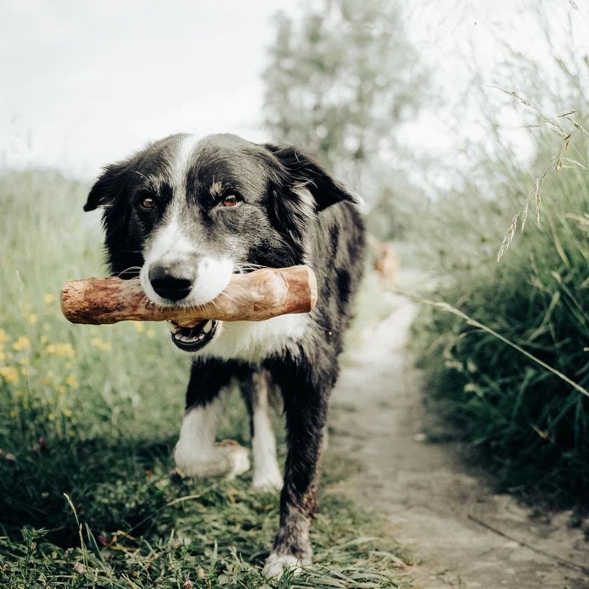 Coffee Tree Stick Dog Chew