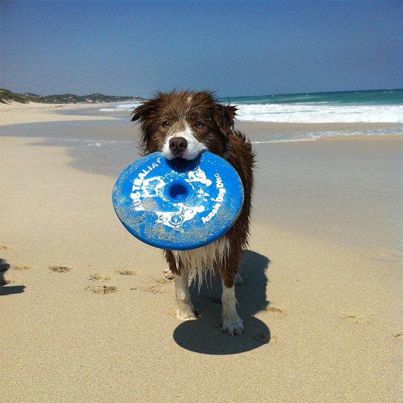 aussie dog disc blue - rspca vic