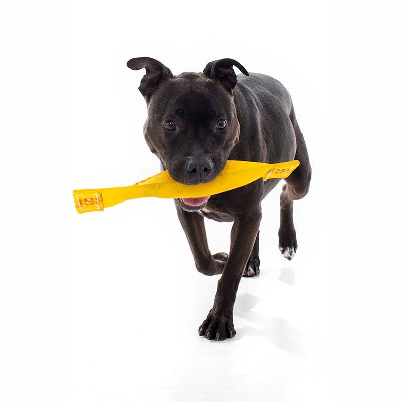 aussie dog slapathong large - rspca vic