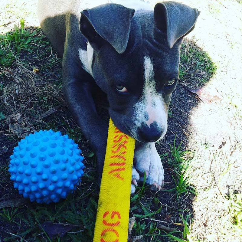 aussie dog slapathong medium - rspca vic