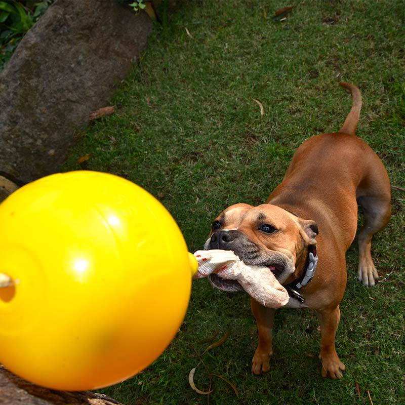 aussie dog home alone large - rspca vic