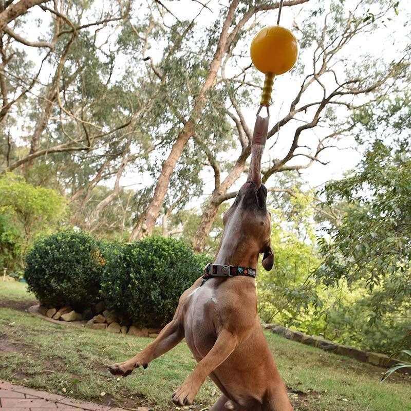 aussie dog home alone medium - rspca vic