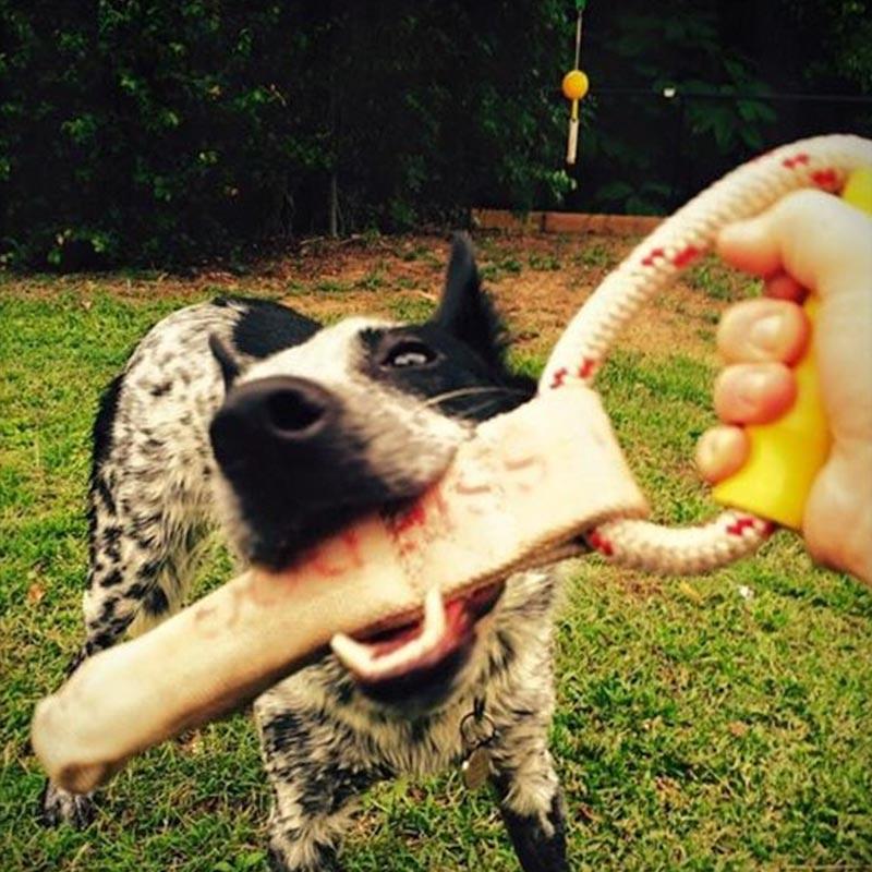 aussie dog tugathong large - rspca vic