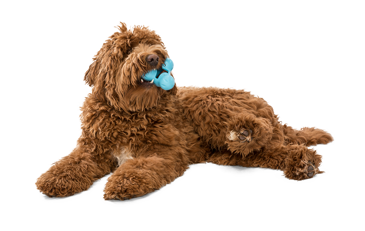Tux Dog Treat Toy